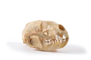 Image description is not available for 1997.1.33